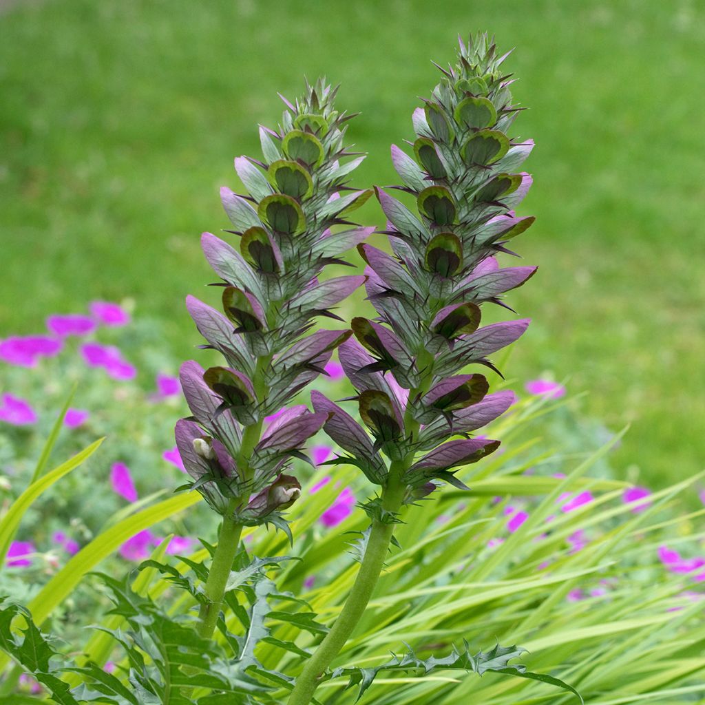 Acanthe spinosus - Acanthe épineuse