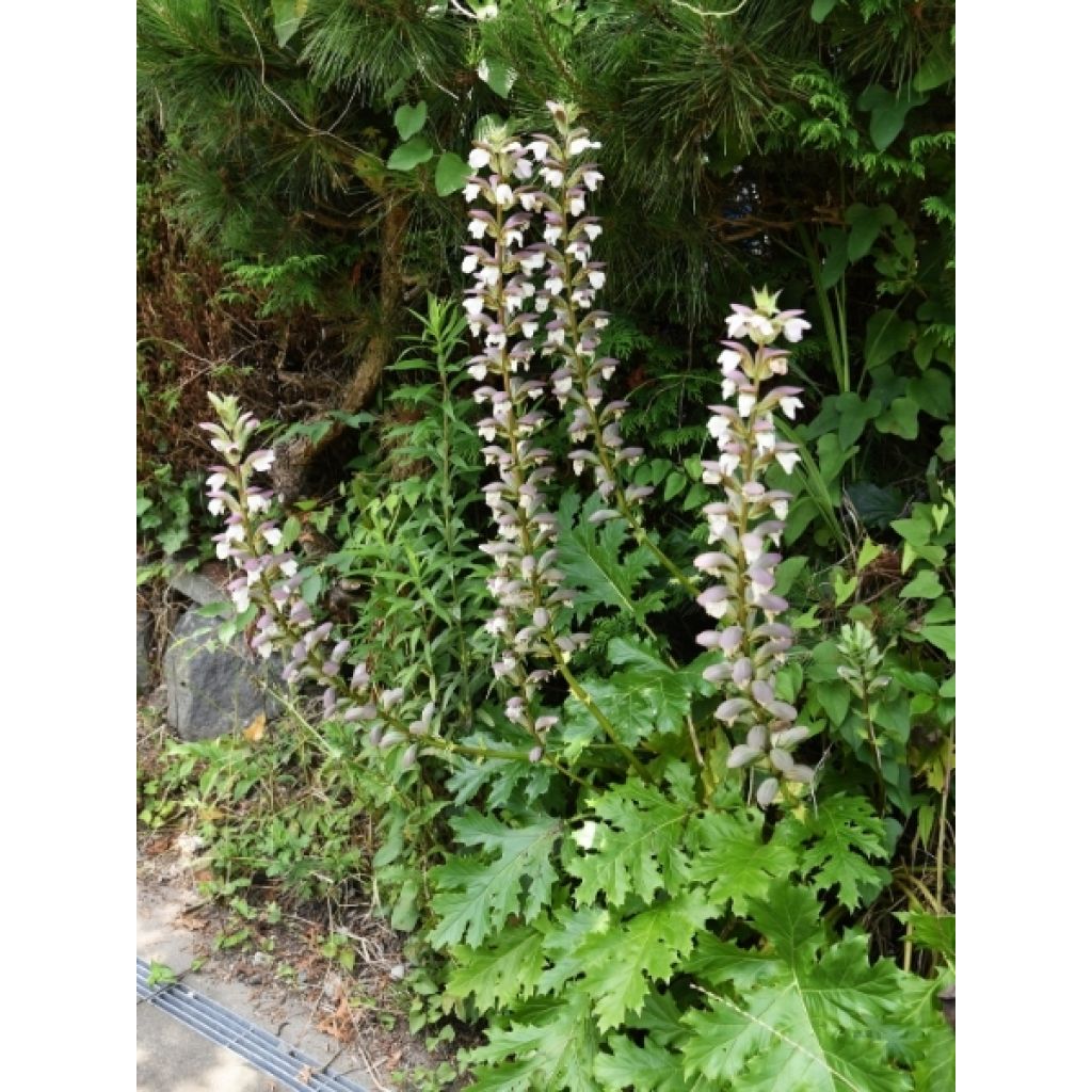 Acanthe mollis Latifolius