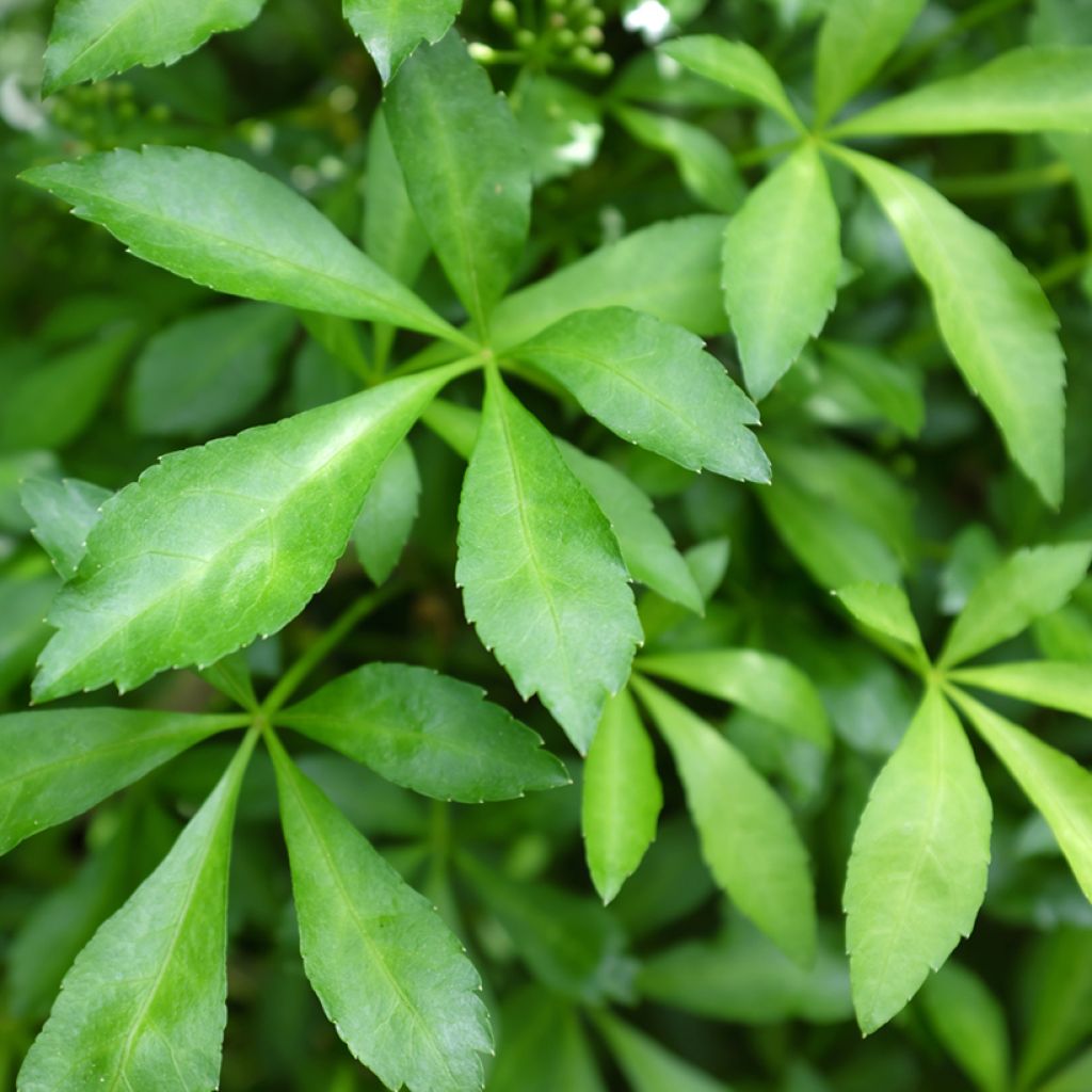Acanthopanax henryi Nana - Eleutherococcus