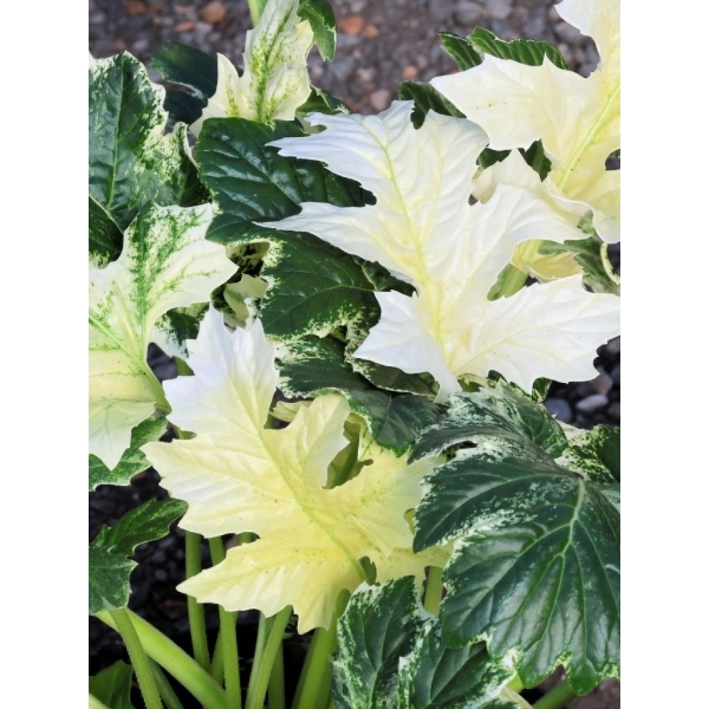 Acanthus Whitewater - Acanthe hybride panachée