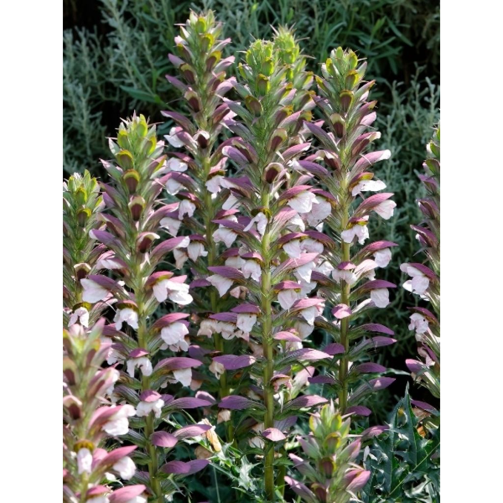 Acanthus hungaricus - Acanthe de hongrie