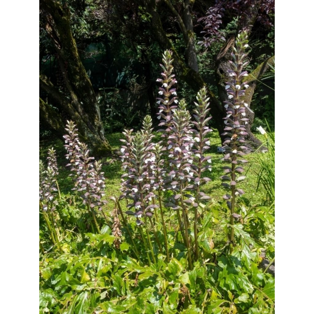 Acanthus hungaricus - Acanthe de hongrie
