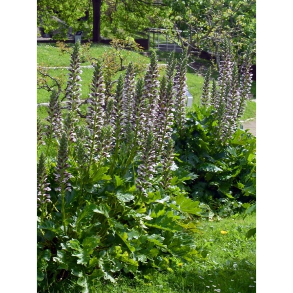 Acanthus mollis - Acanthe à feuilles molles