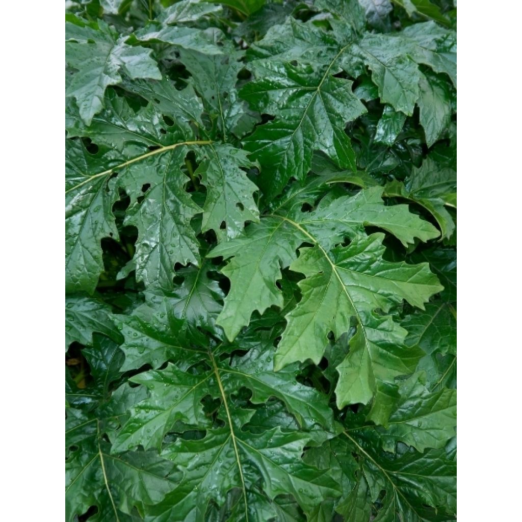 Acanthus mollis - Acanthe à feuilles molles