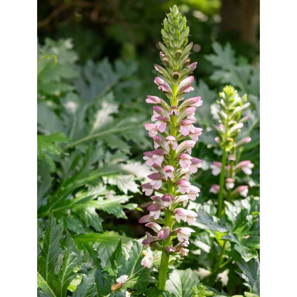 Acanthus mollis - Acanthe à feuilles molles