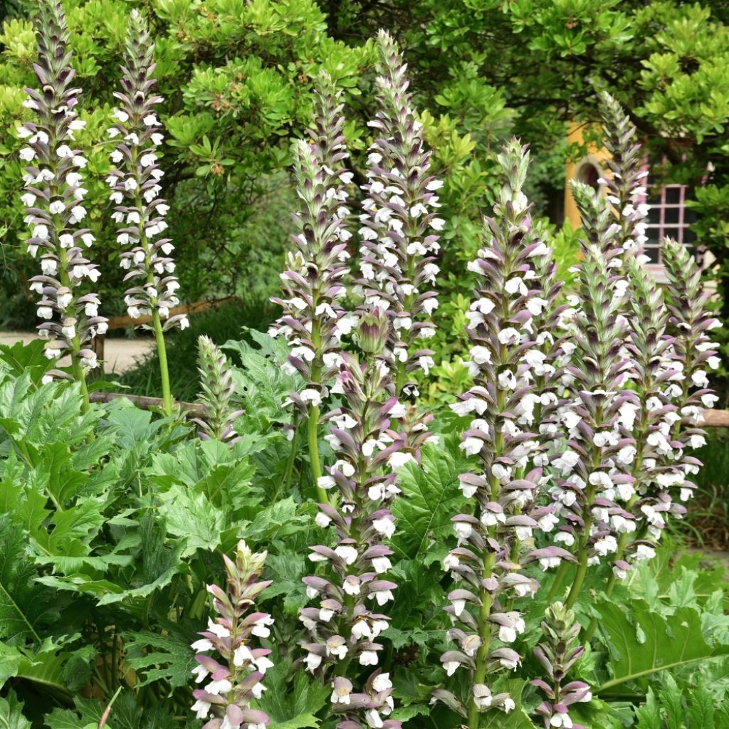 Acanthus mollis - Acanthe à feuilles molles