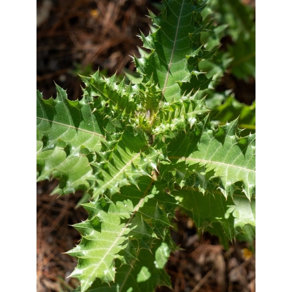 Acanthus sennii - Acanthe