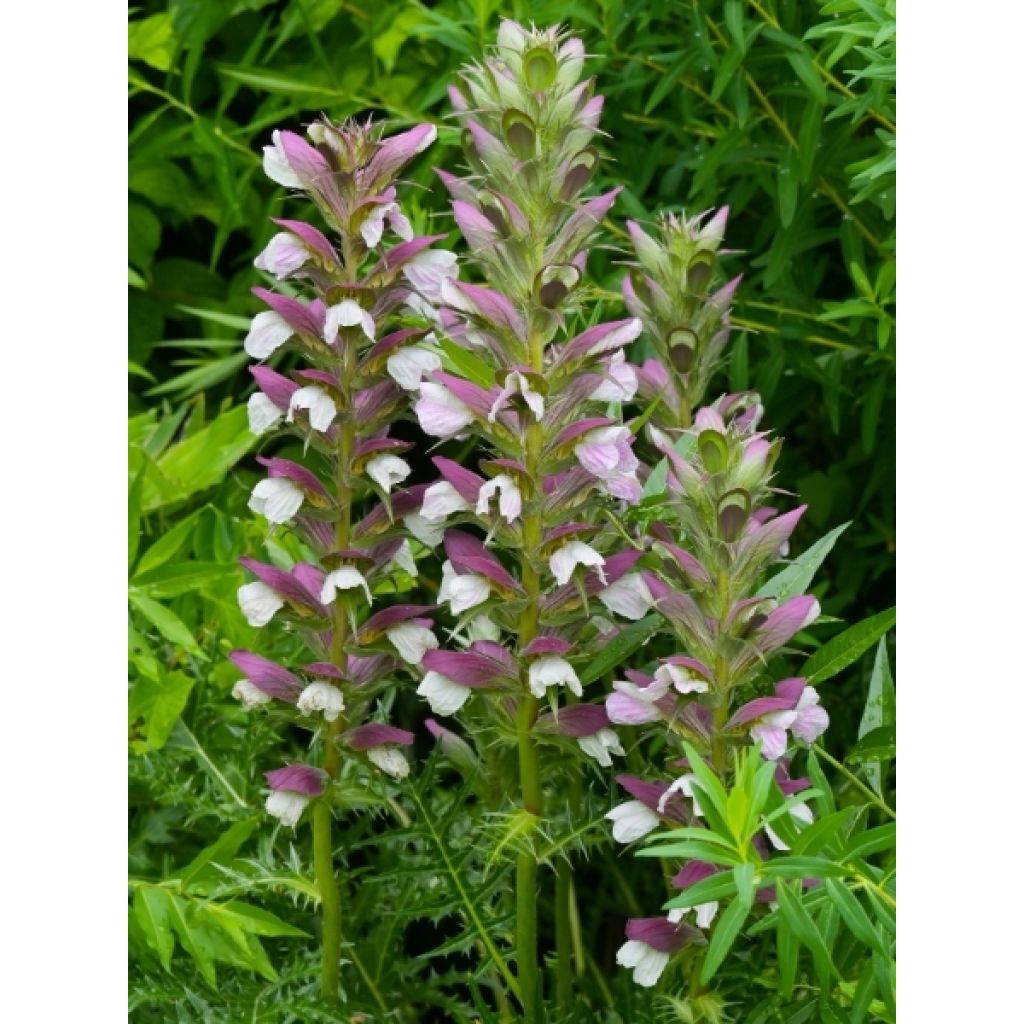Acanthe spinosus - Acanthe épineuse