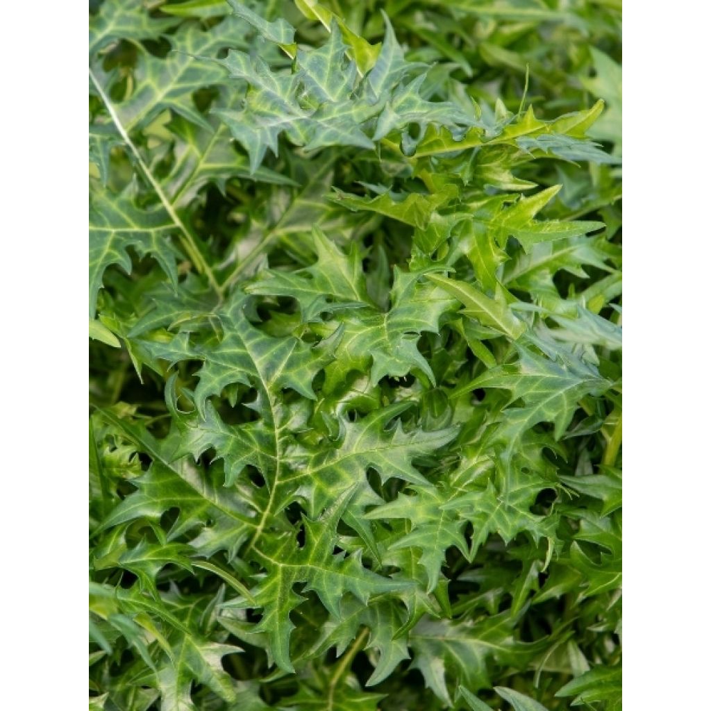 Acanthe spinosus - Acanthe épineuse
