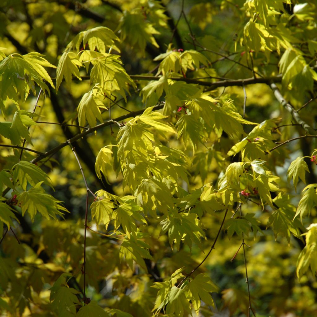 Acer palmatum Orange Dream