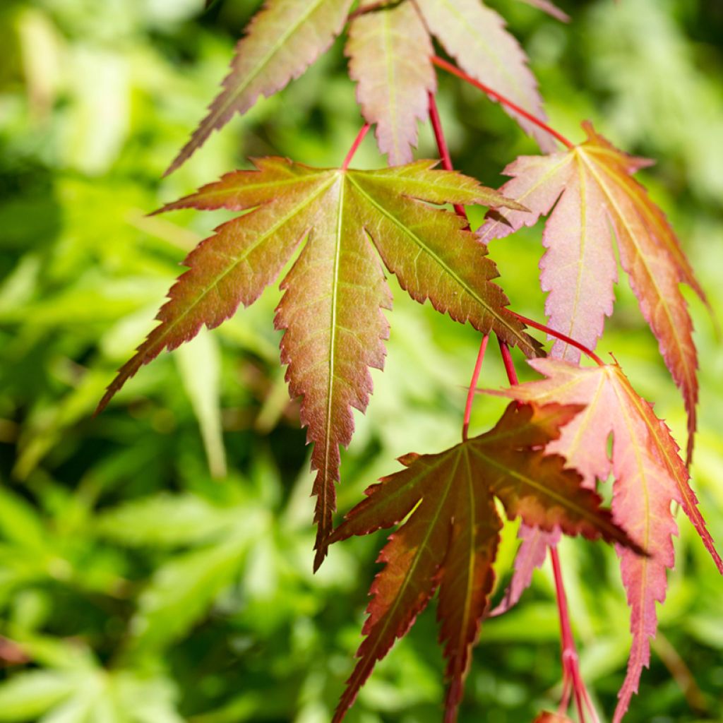 Acer palmatum Orange Dream