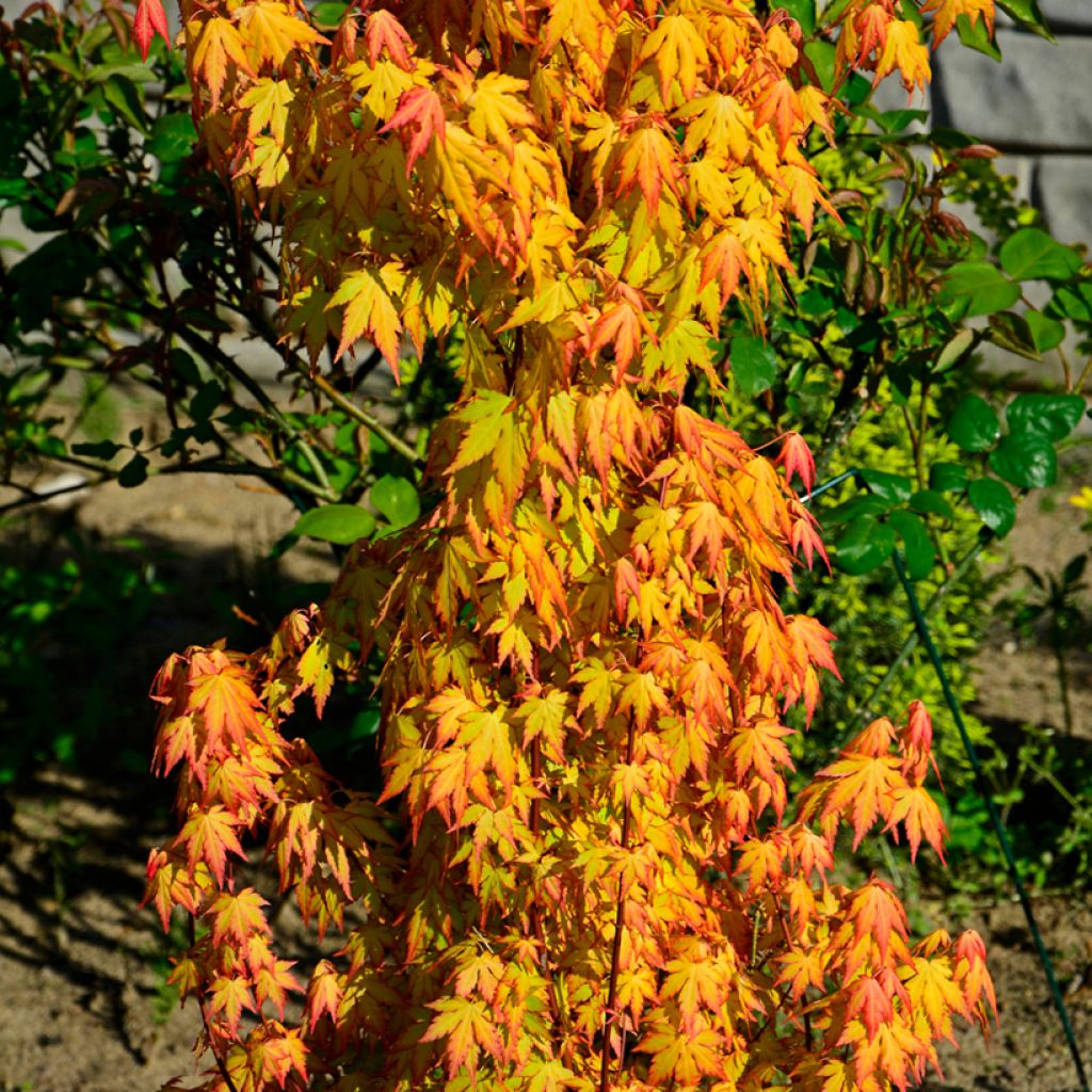 Acer palmatum Orange Dream