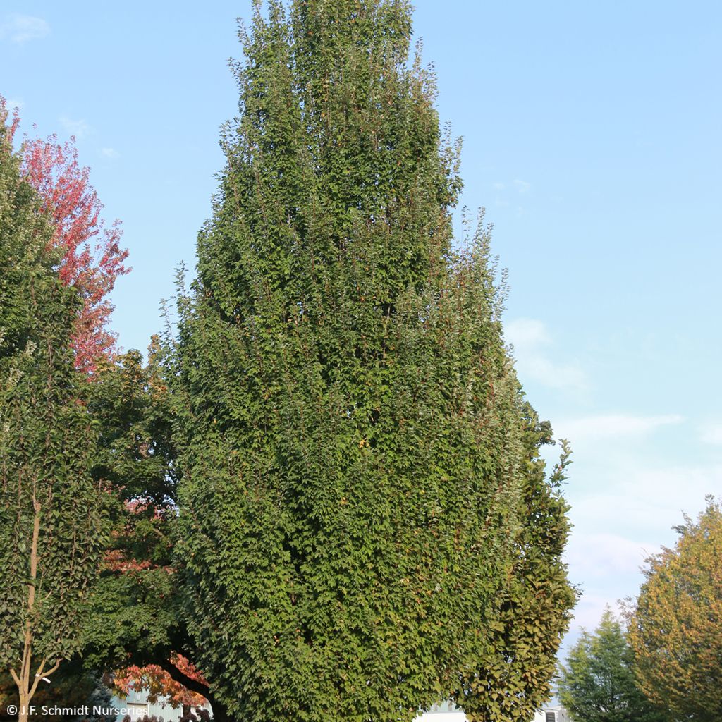 Acer rubrum Armstrong Gold - Erable rouge