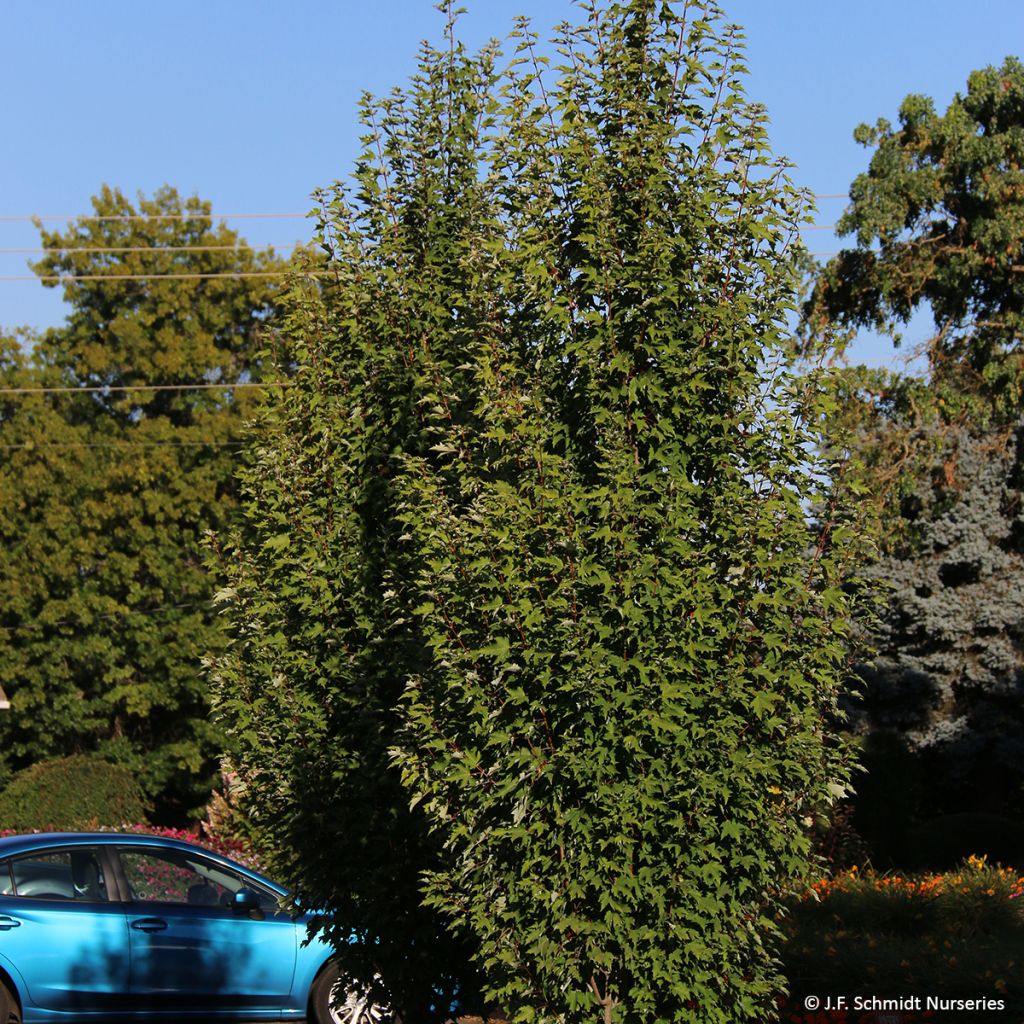 Acer rubrum Armstrong Gold - Erable rouge