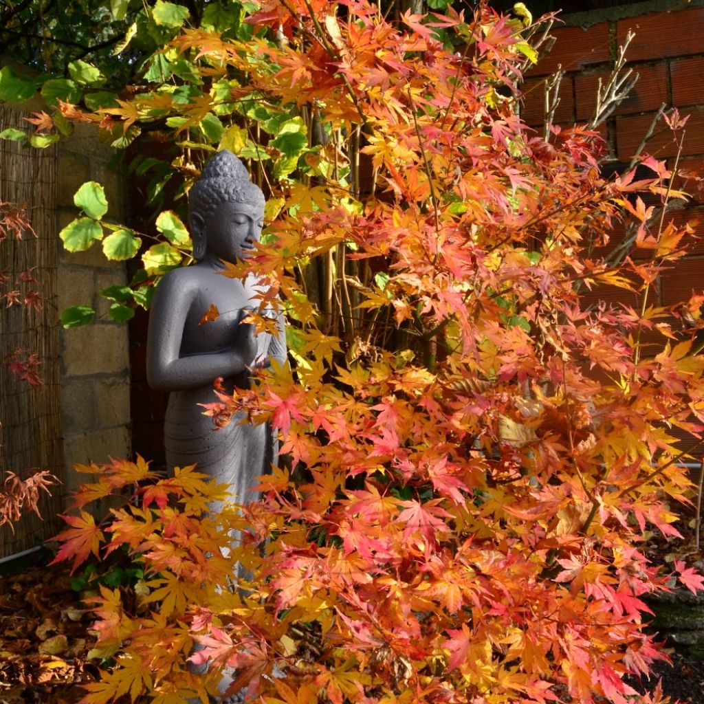 Acer palmatum Orange Dream