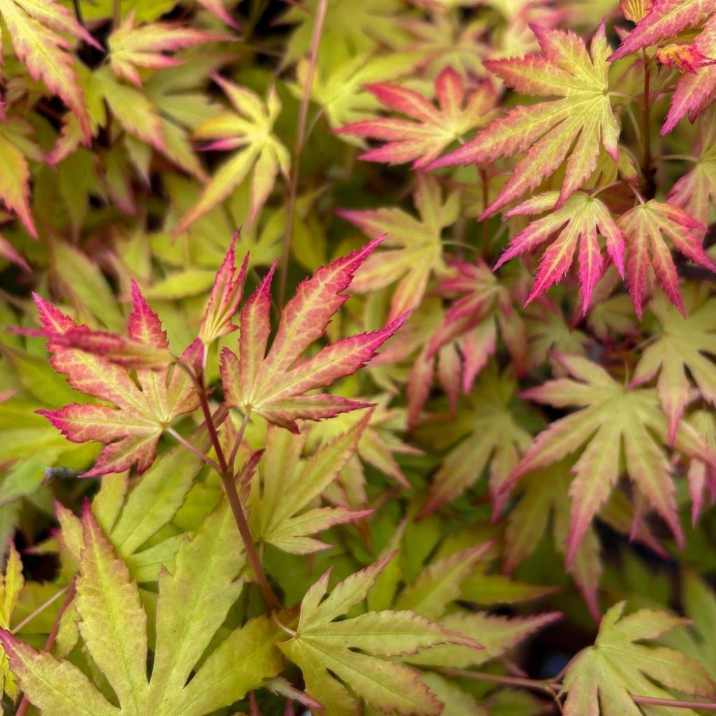 Acer palmatum Orange Dream