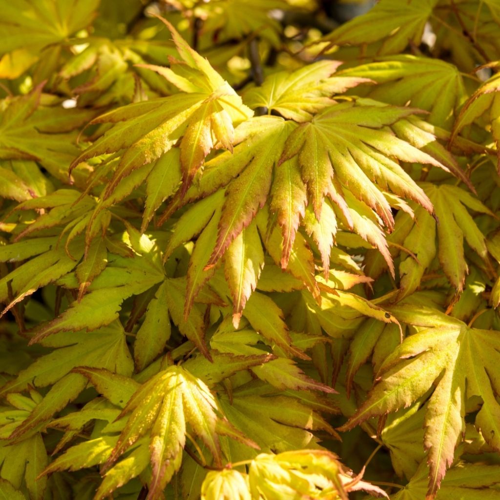 Acer palmatum Orange Dream