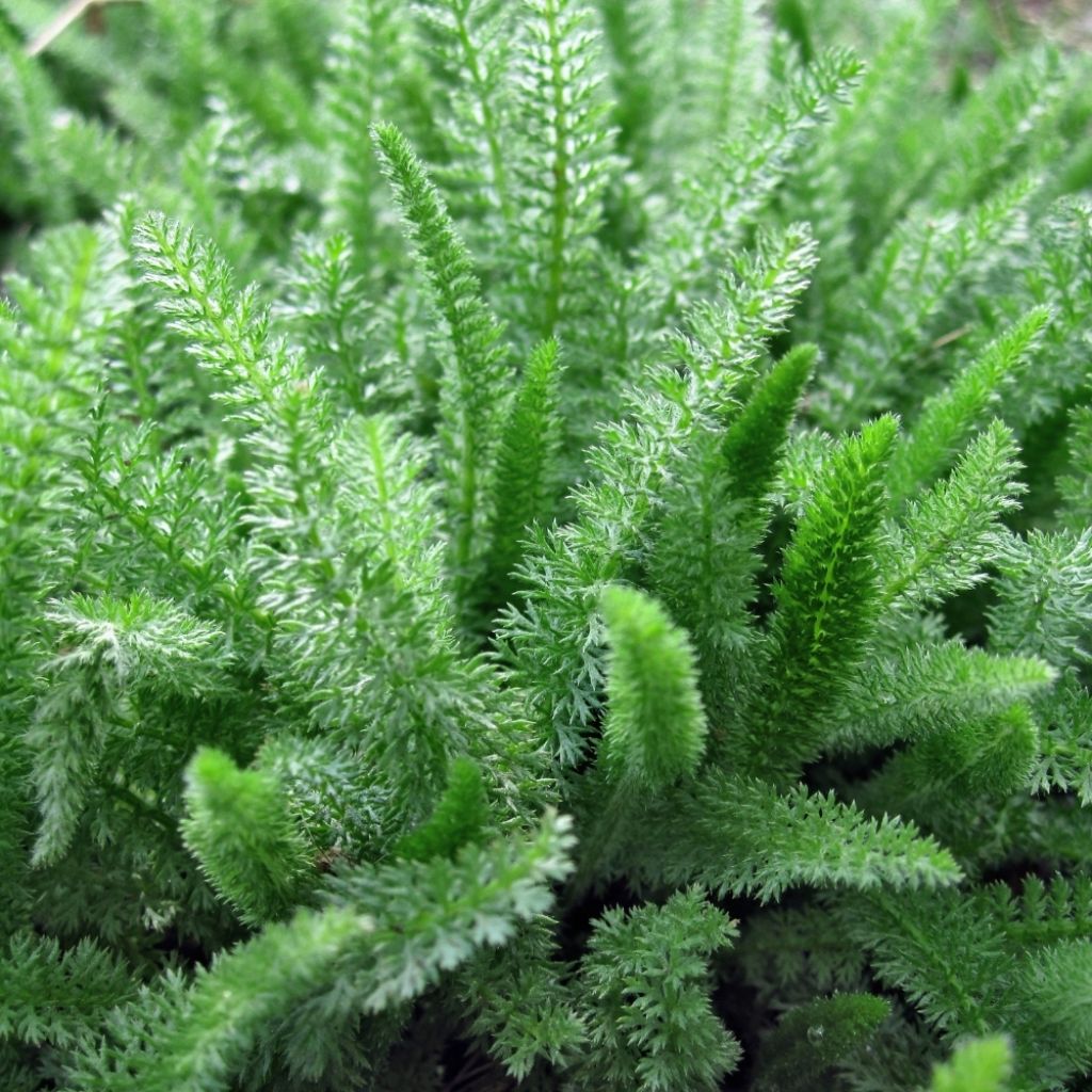 Achillée - Achillea crithmifolia