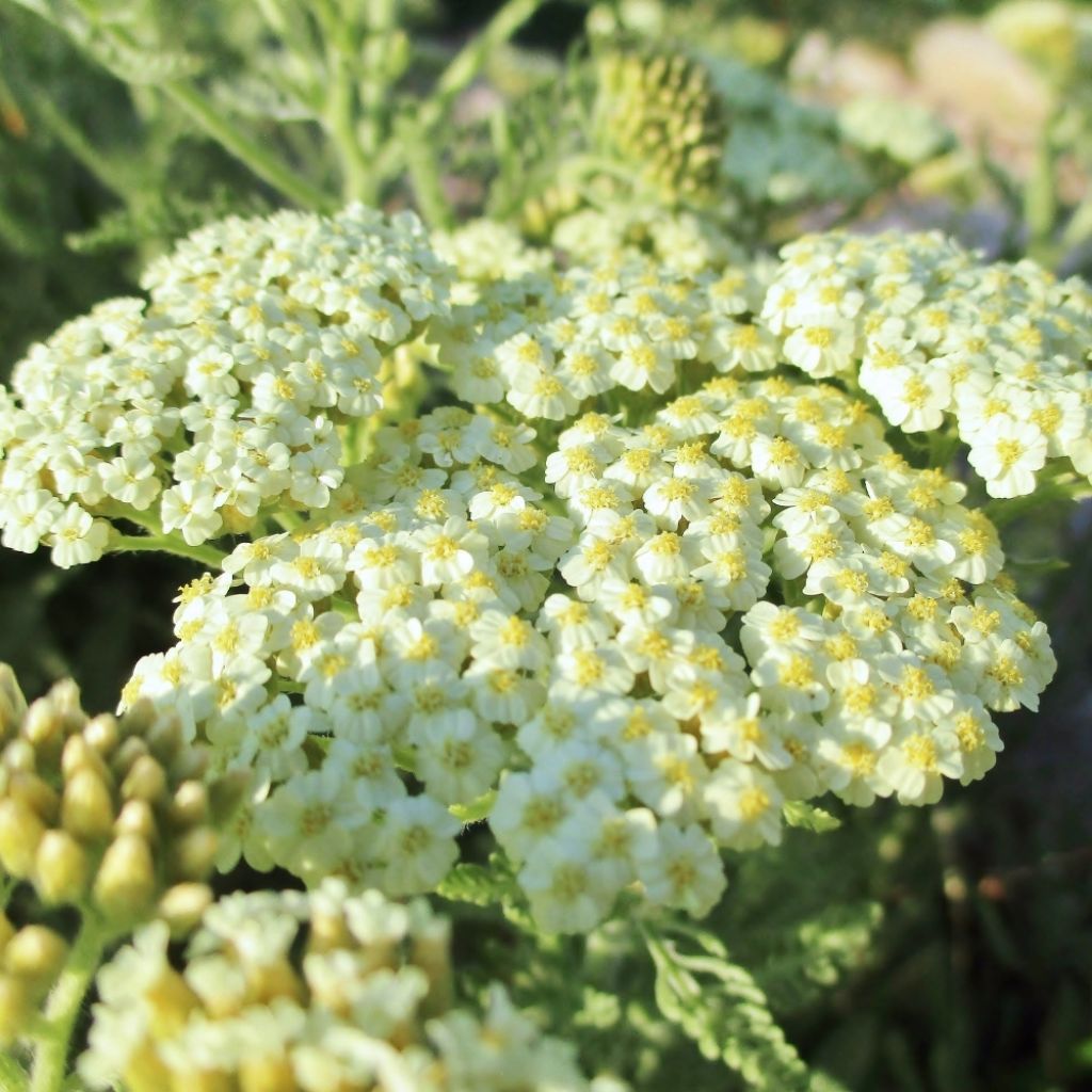Achillée - Achillea crithmifolia