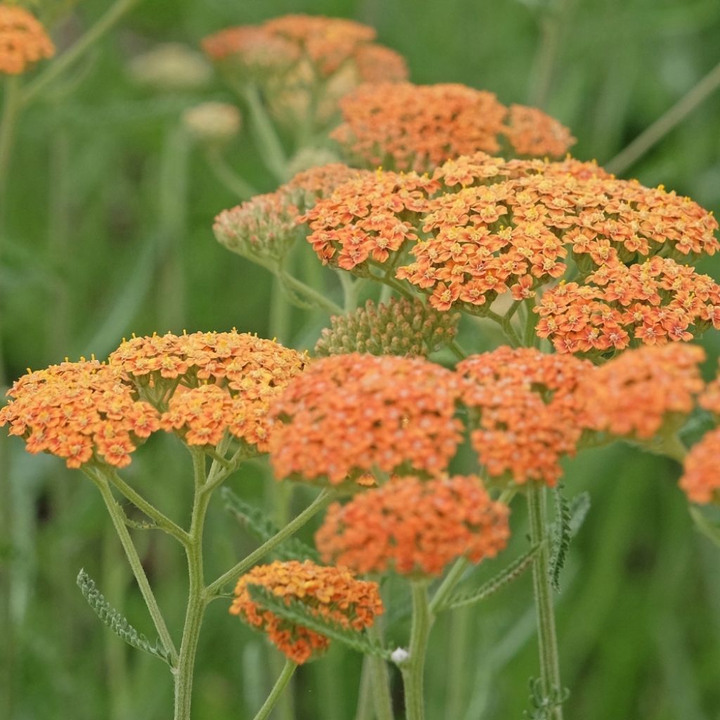 Achillée millefolium Terracotta