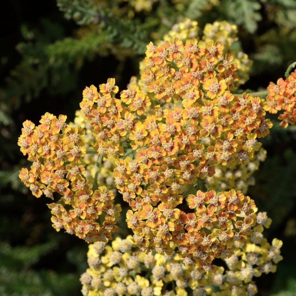Achillée millefolium Terracotta