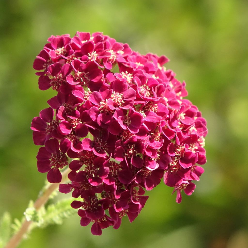 Achillée millefolium Pomegranate