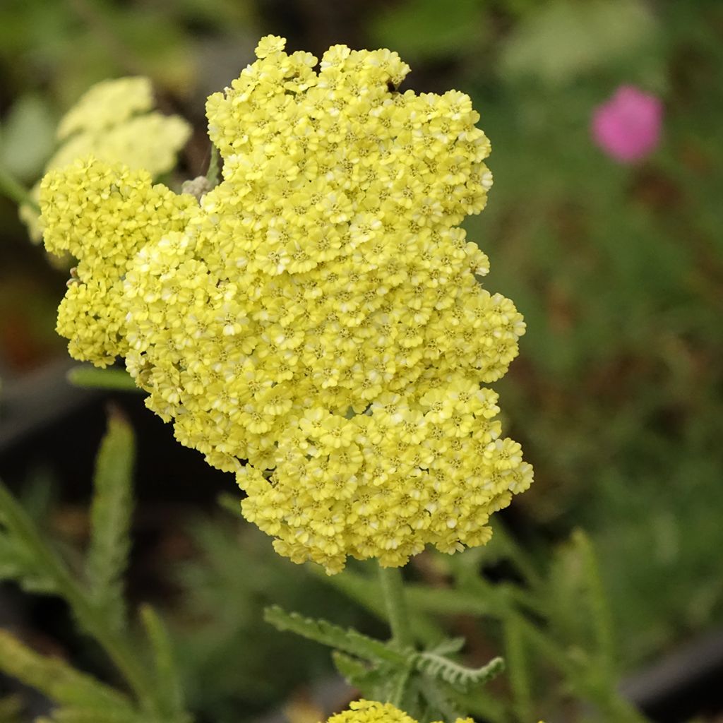 Achillée taygetea - Achillea taygetea