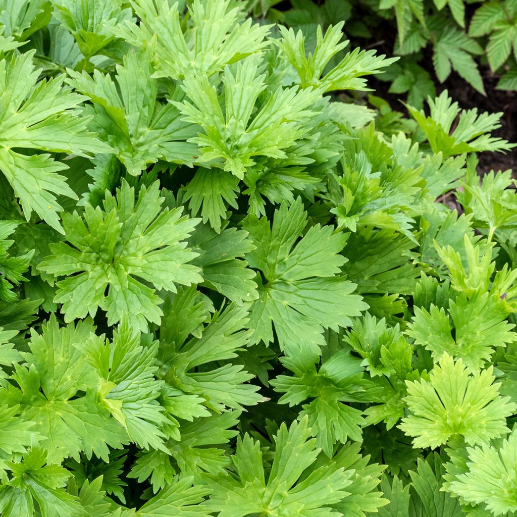 Aconit, Aconitum lycoctonum ssp. neapolitanum
