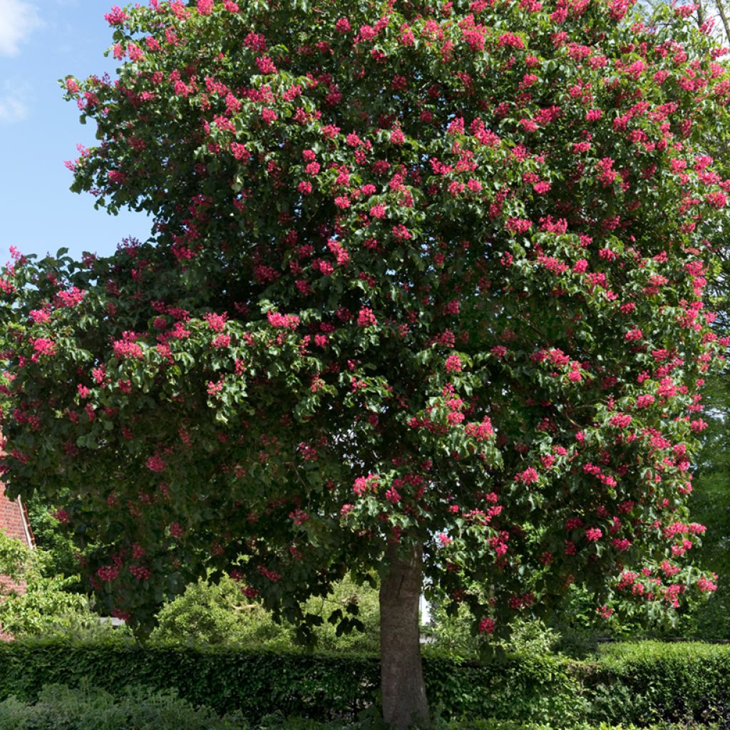 Aesculus carnea Briotii - Marronnier à fleurs rouges