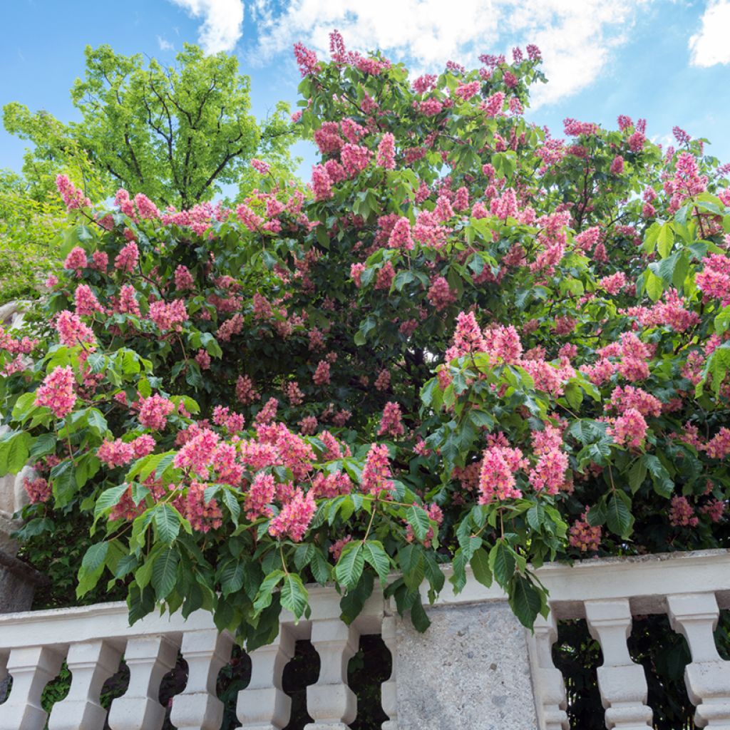 Aesculus carnea Briotii - Marronnier à fleurs rouges