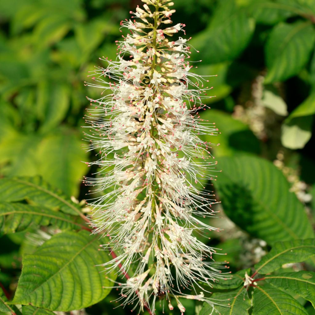 Aesculus parviflora - Pavier blanc