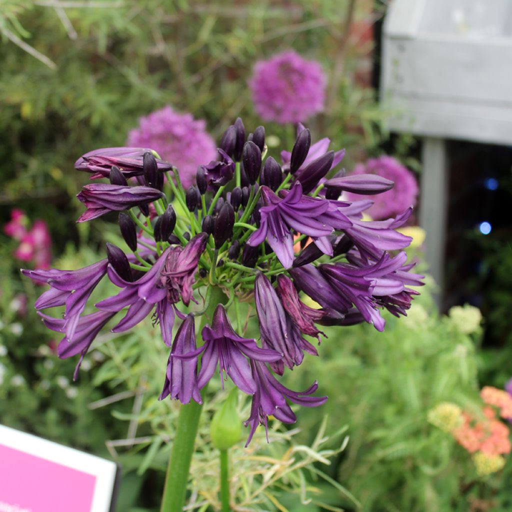 Agapanthe Black Jack