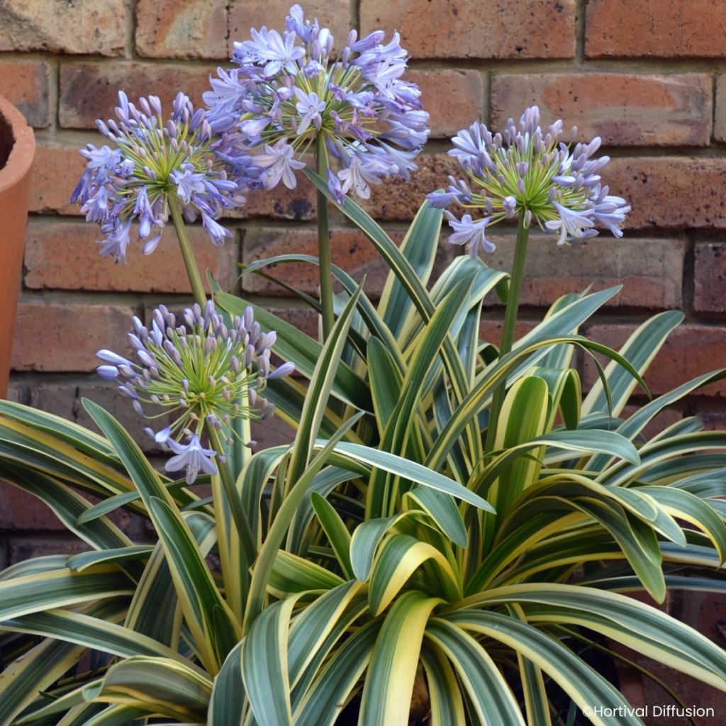 Agapanthe praecox Zambezi