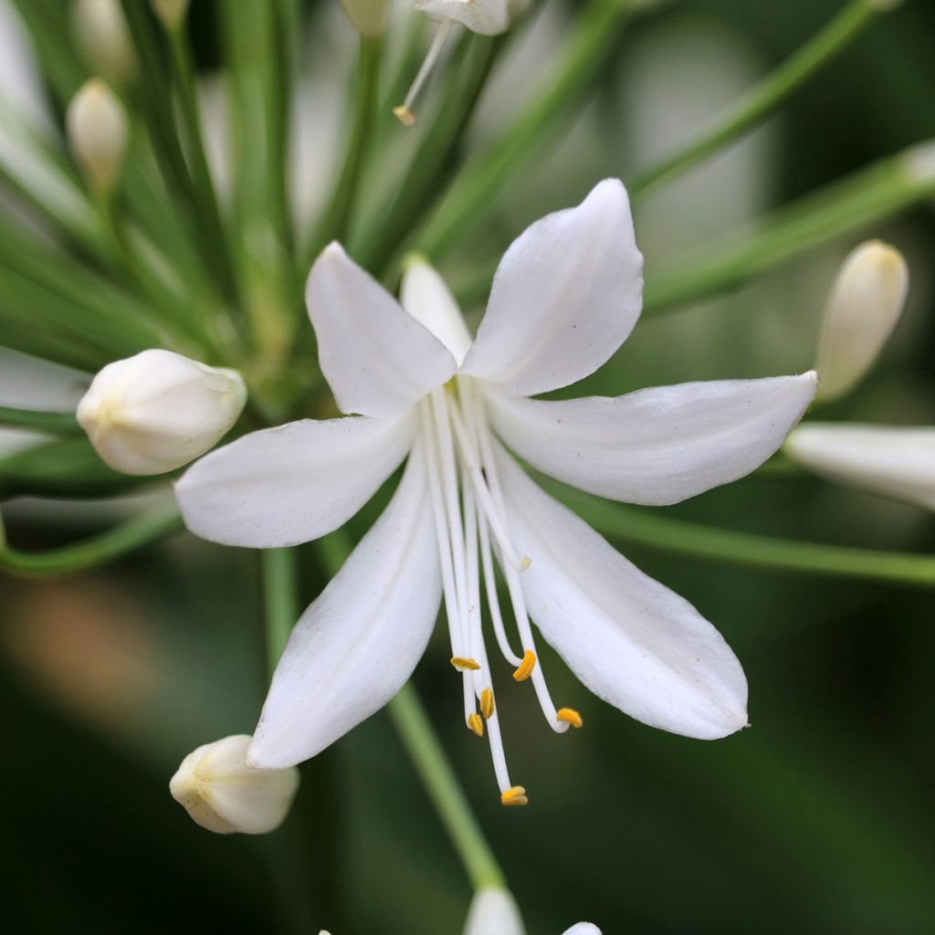 Agapanthe Arctic Star