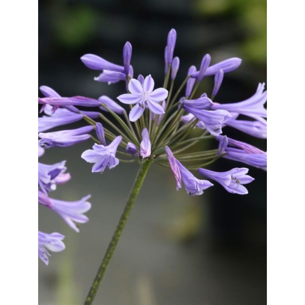 Agapanthe Blue Triumphator