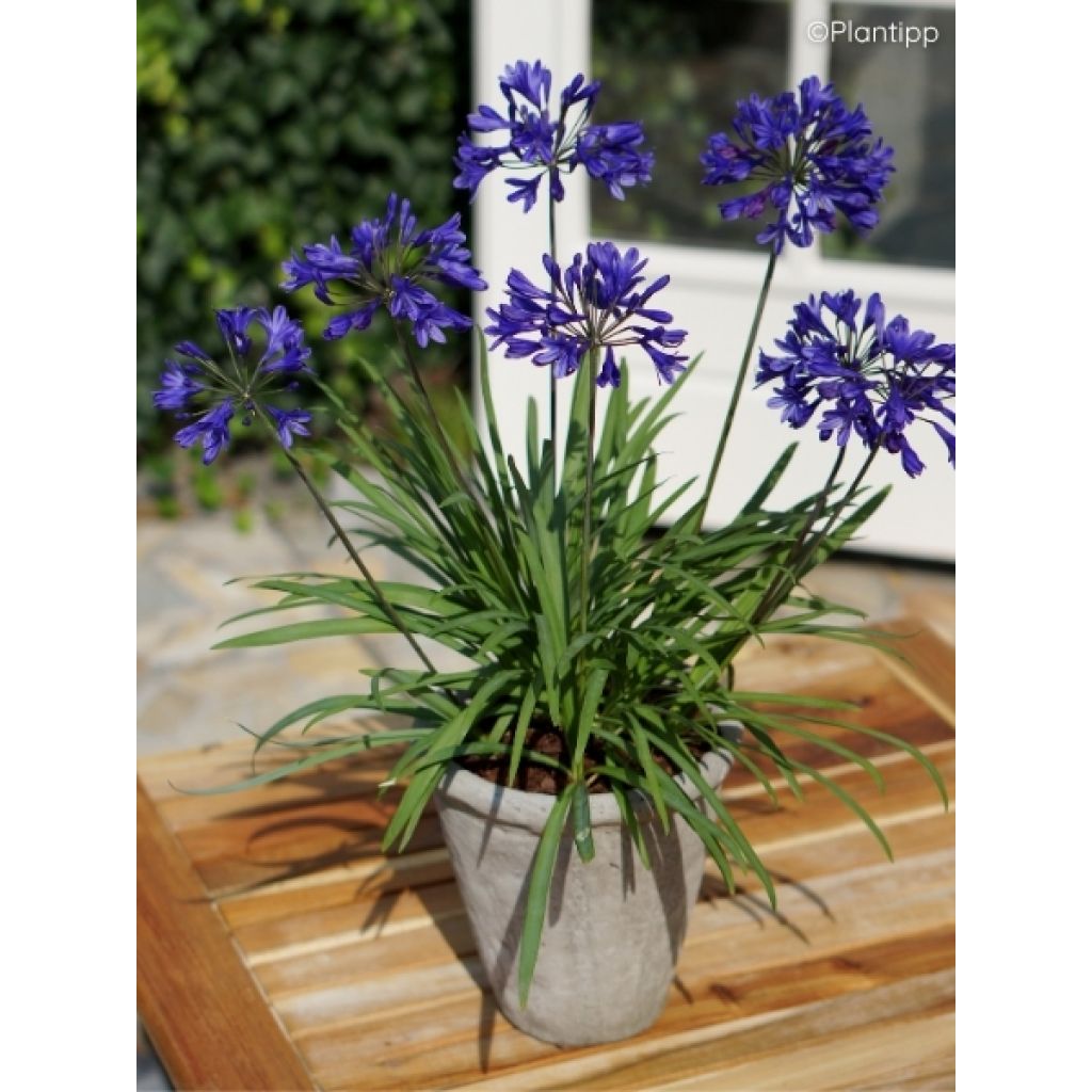 Agapanthe Brilliant Blue