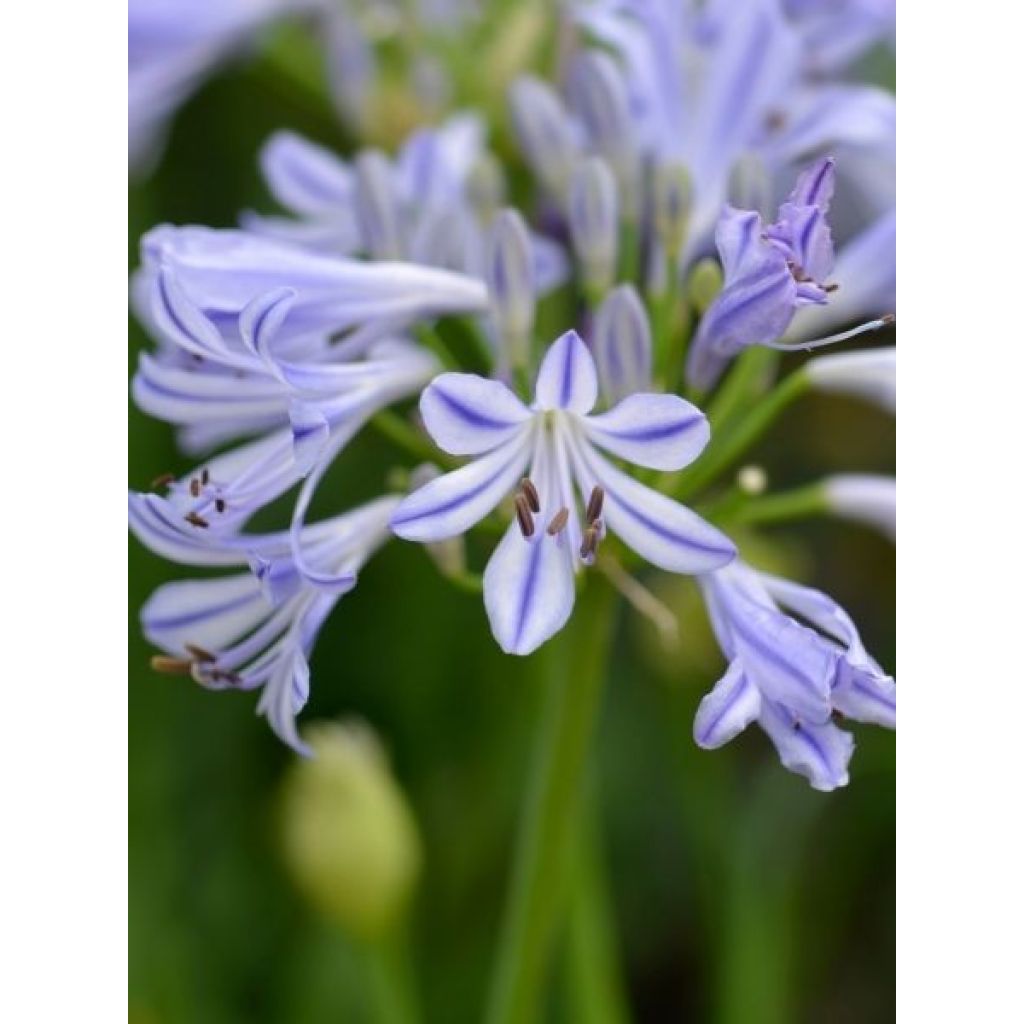 Agapanthe Charlotte