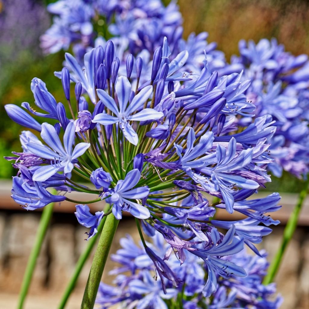 Agapanthe hybride Ever Sapphire