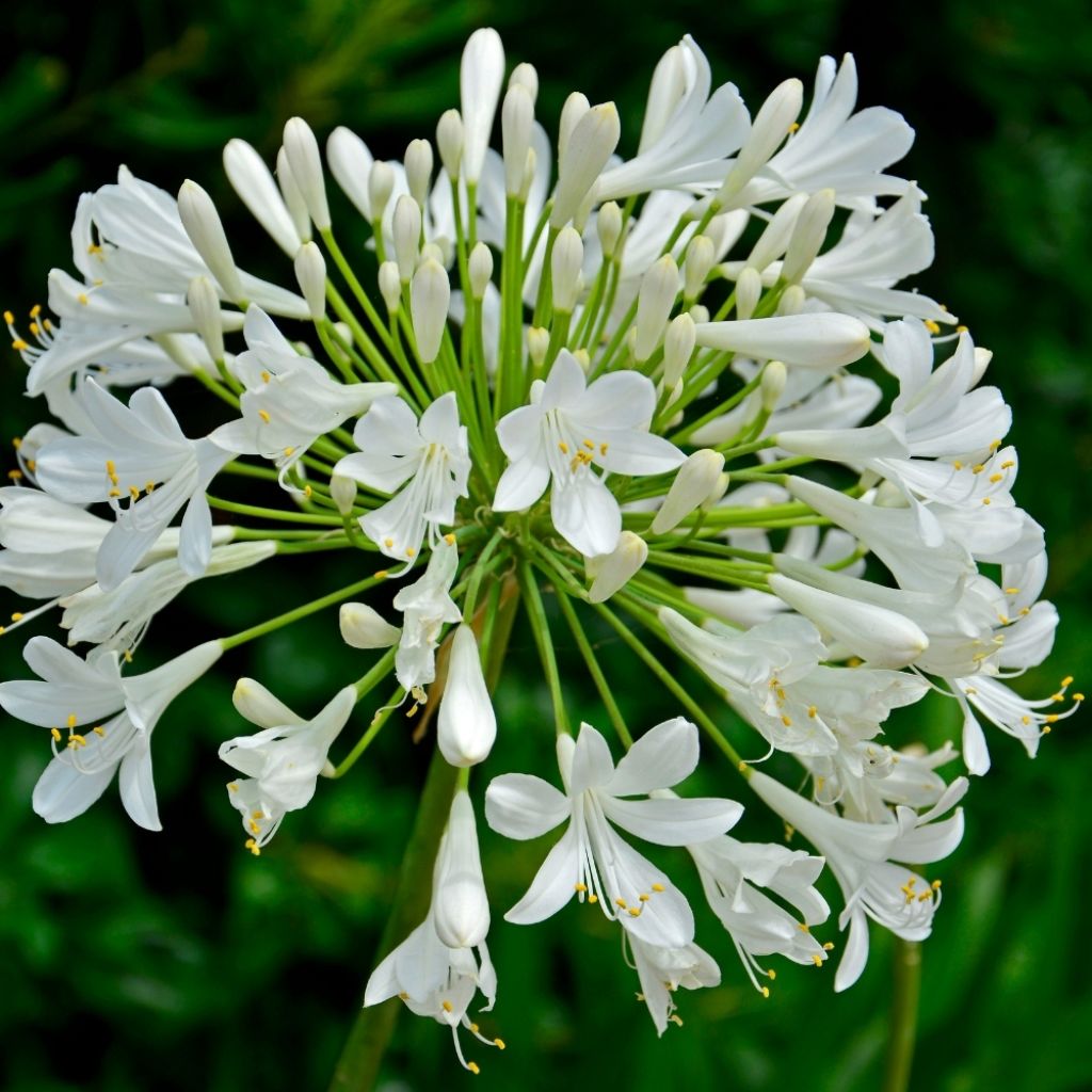 Agapanthe hybride Ever White