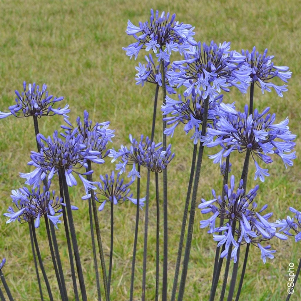 Agapanthe Graphite Blue