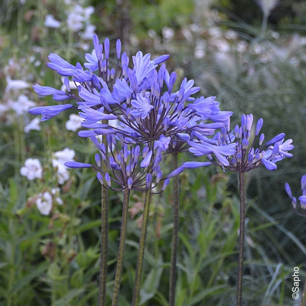 Agapanthe Graphite Blue
