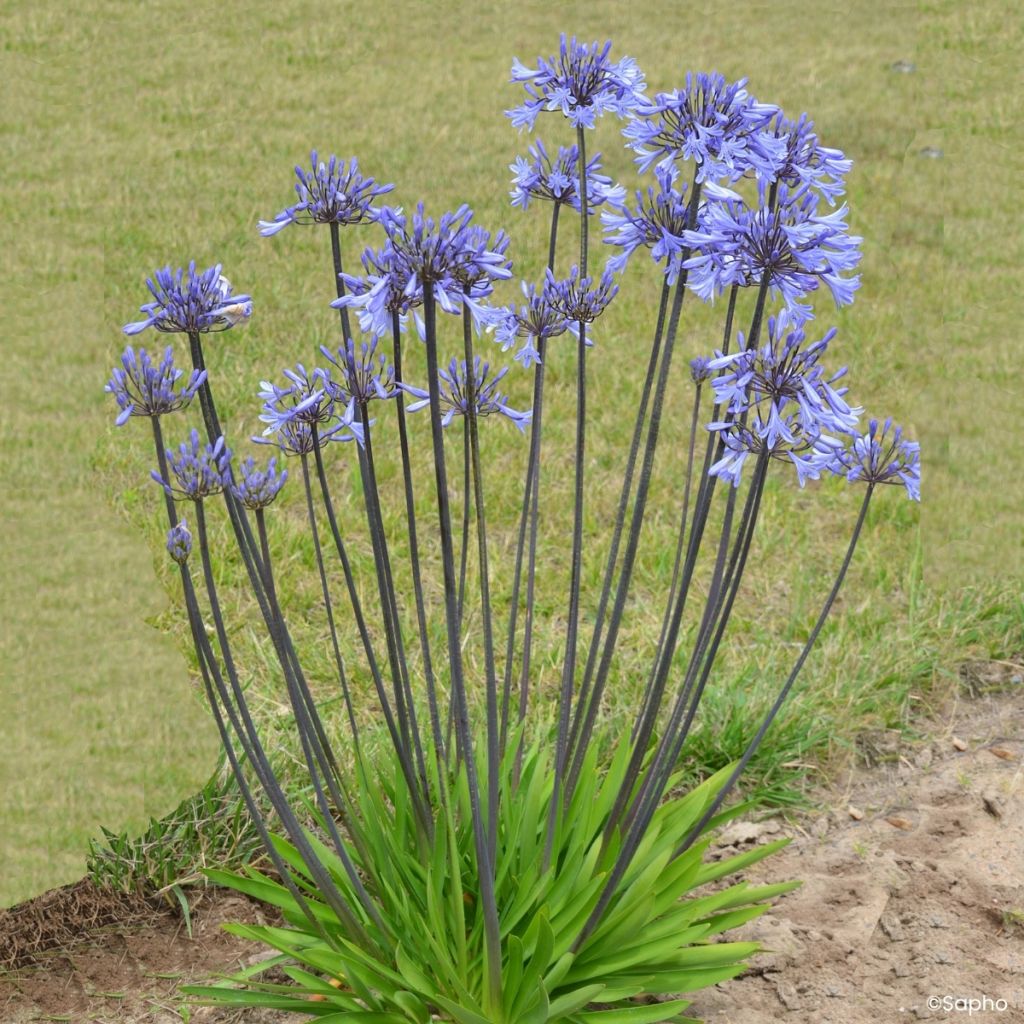 Agapanthe Graphite Blue