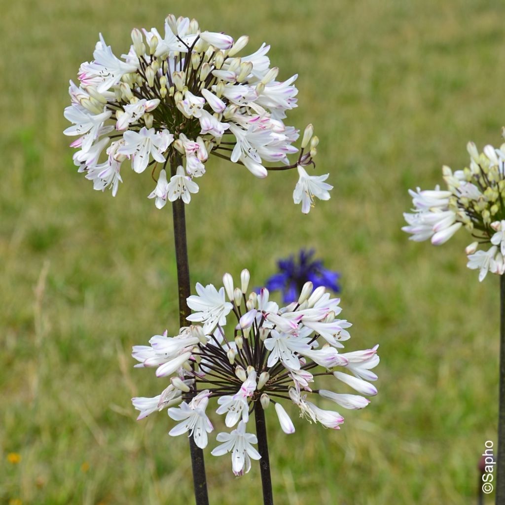 Agapanthe Graphite White