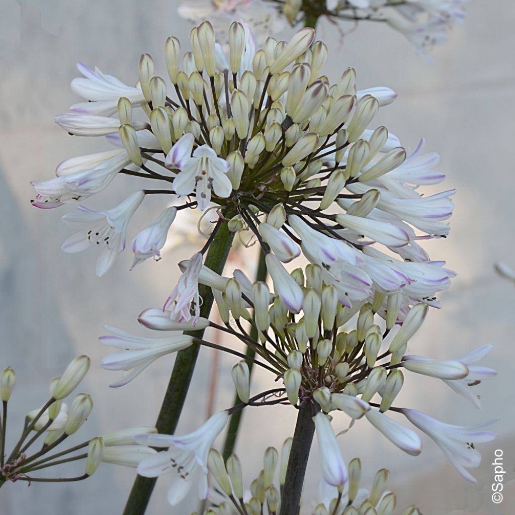 Agapanthe Graphite White