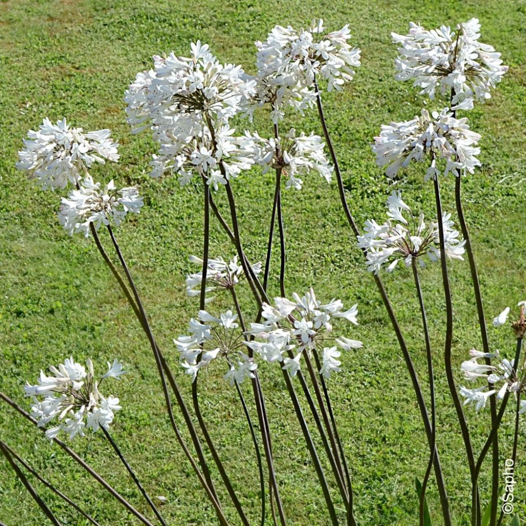 Agapanthe Graphite White