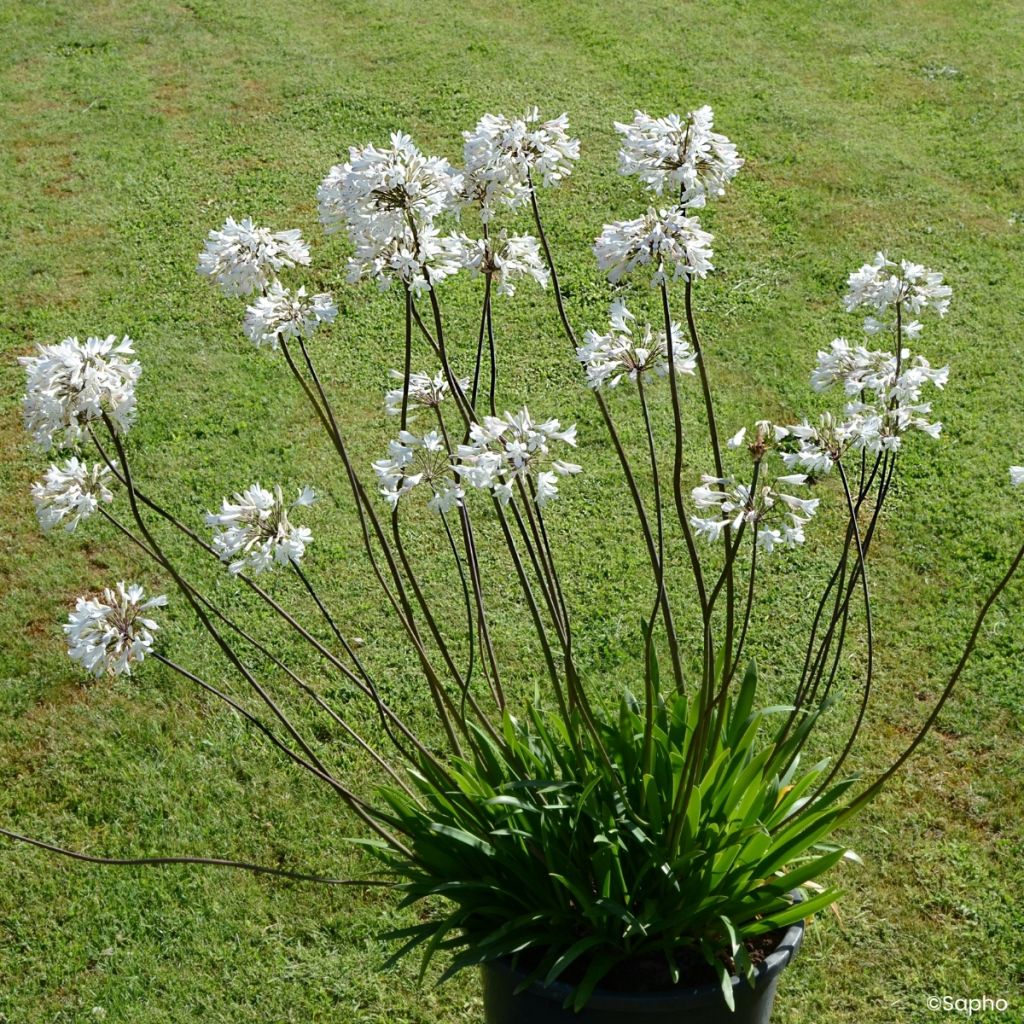 Agapanthe Graphite White