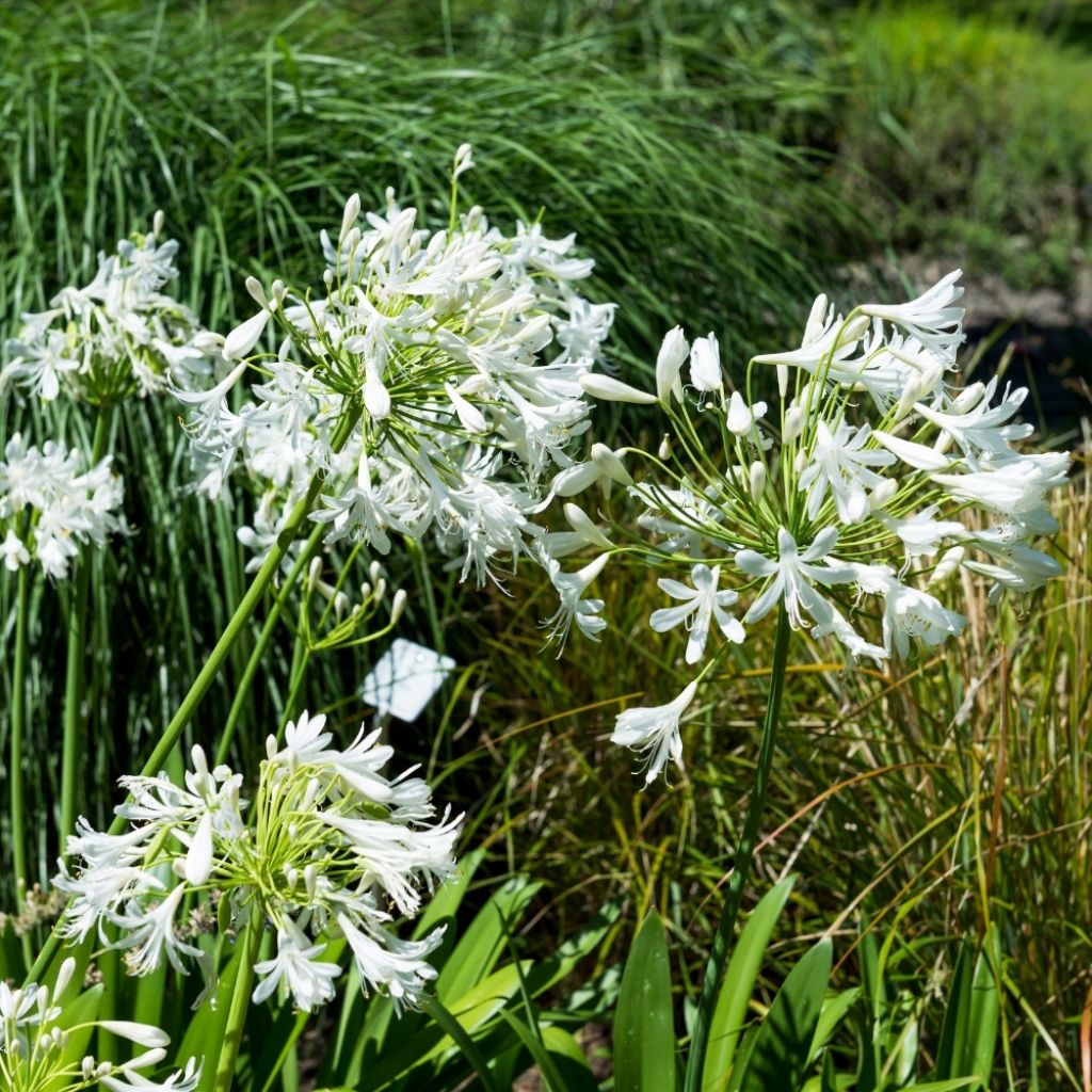 Agapanthe Pitchoune White