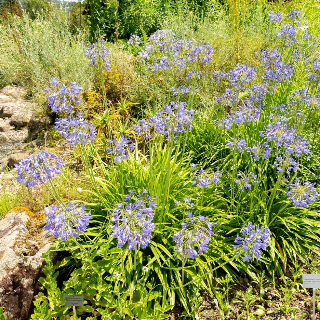 Agapanthe Headbourne Blue