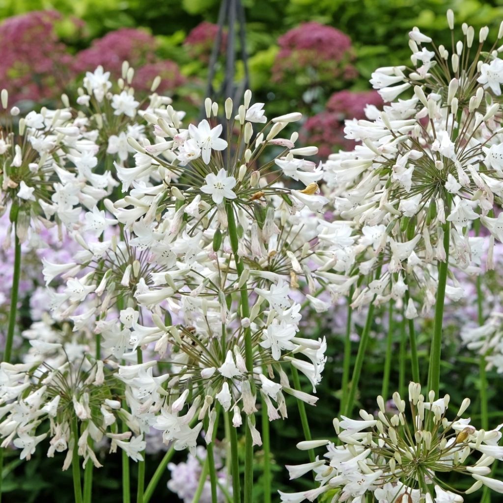 Agapanthe africanus (umbellatus) Albus