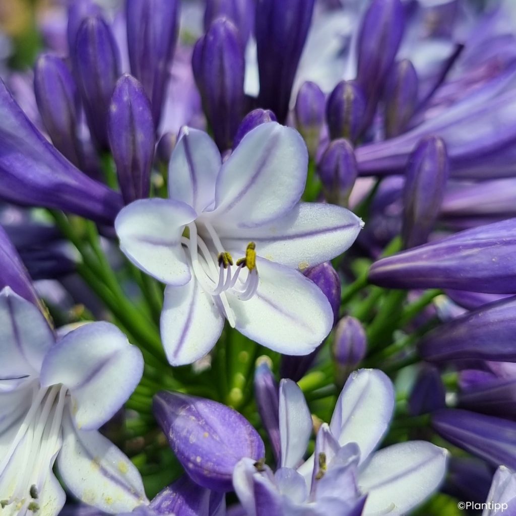 Agapanthe Everpanthus Midnight Moon
